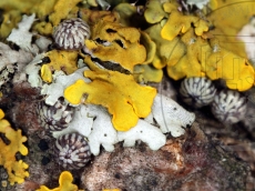 Dichonia aprilina 0639